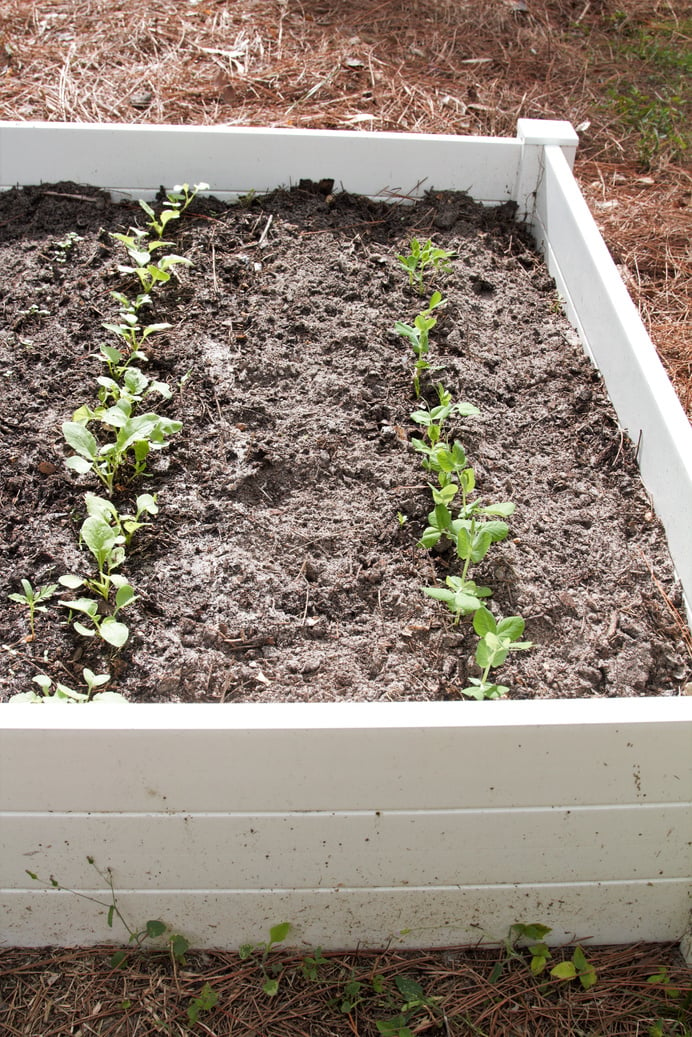 Seedlings in raised bed garden box