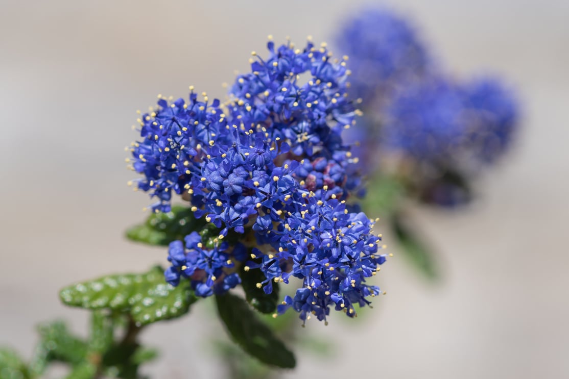 California lilac (ceanothus)