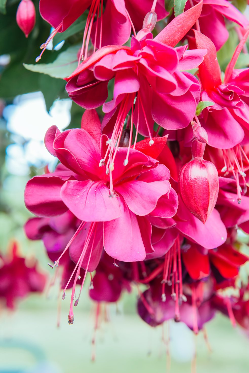 Ornamental plant Fuchsia