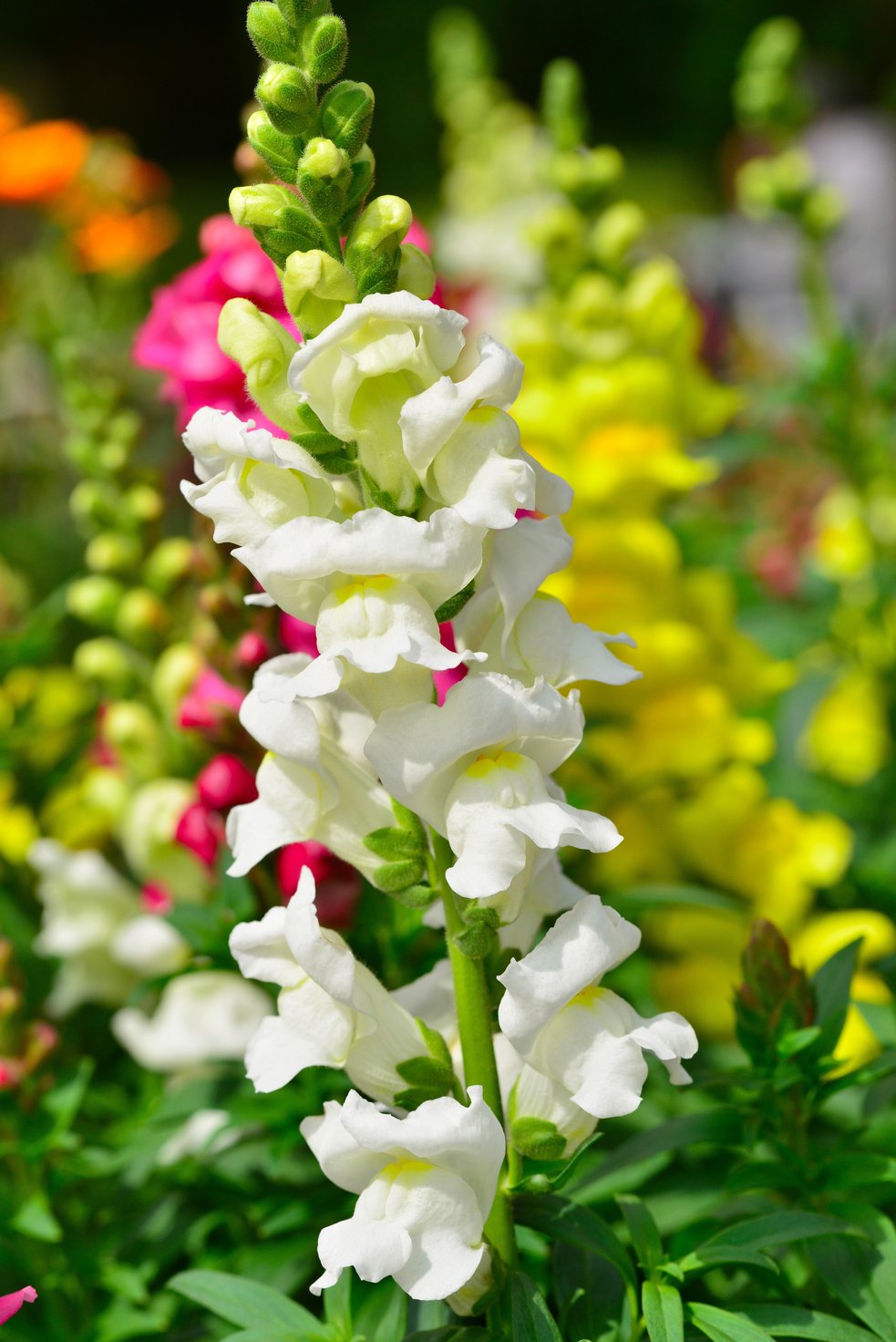 Snapdragon