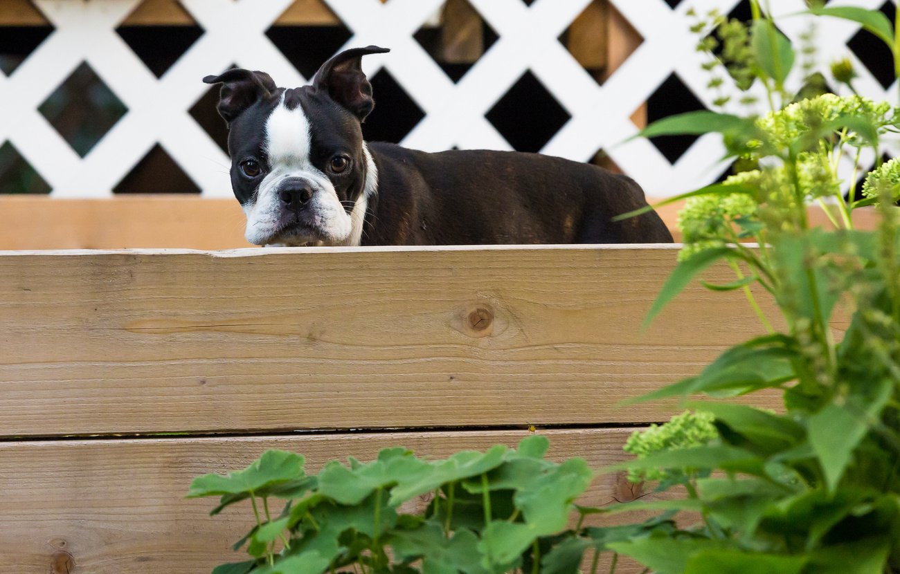 Puppy in a Garden Box